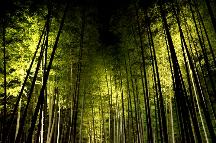 高台寺の夜間拝観、ライトアップで照らしだされた竹林。 メインイメージ