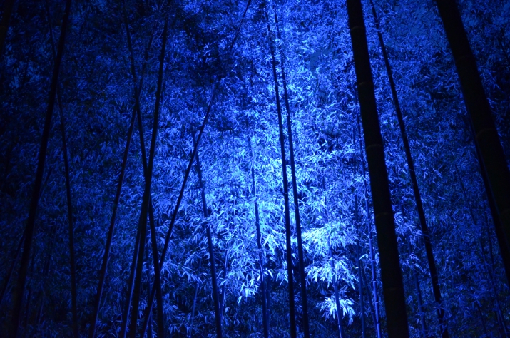 嵐山花灯路2016 蒼く照らし出された竹林 メインイメージ