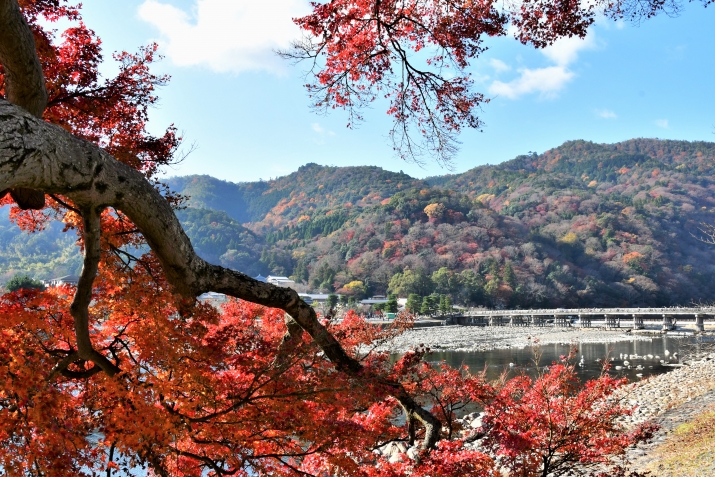 【京都観光・旅行コース】京の旅～歩いて巡る秋の嵐山～ メインイメージ