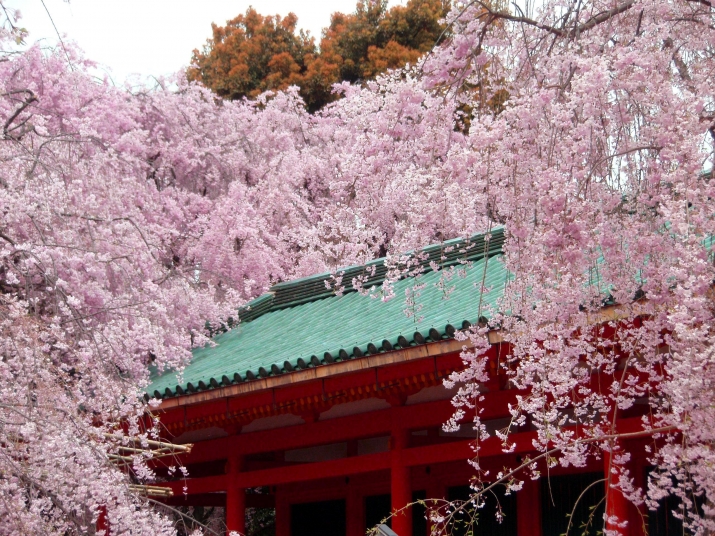 京都で待ってるから、春、桜色の京都 メインイメージ
