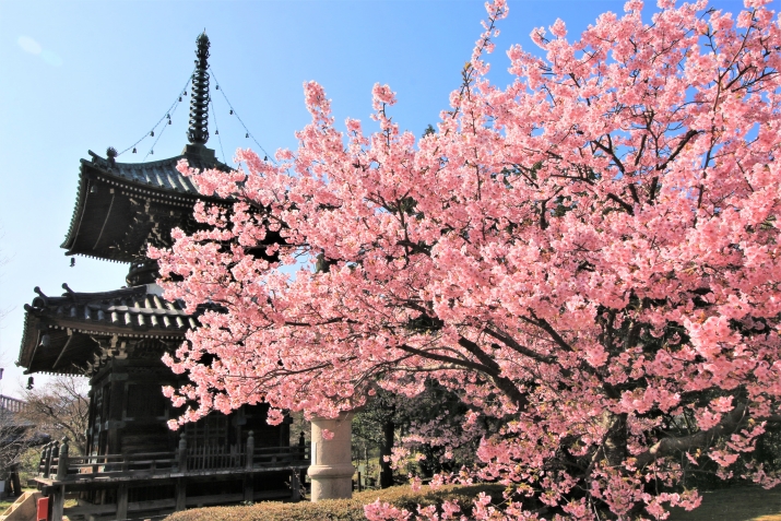 京都、桜はじめ（ソメイヨシノ直前） メインイメージ