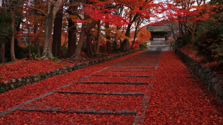  京都の紅葉～ 山科界隈～ メインイメージ