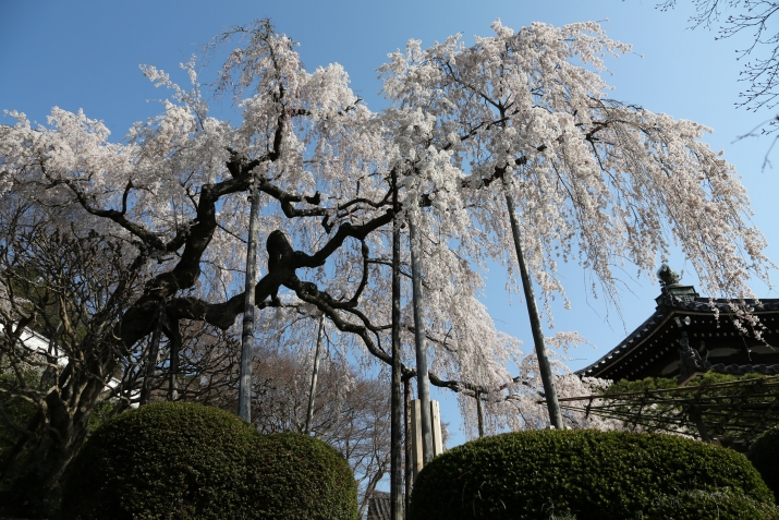 桜の季節の善峯寺 メインイメージ
