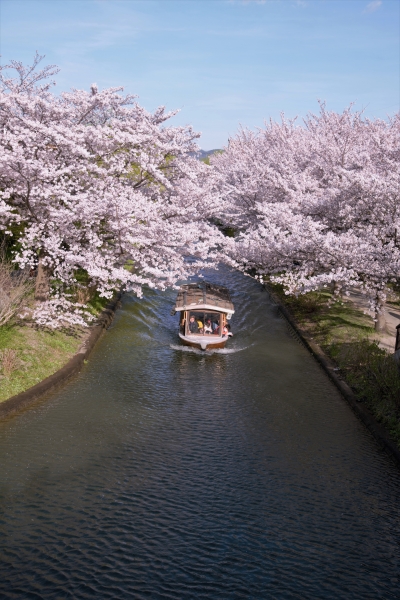 十石舟と宇治駐屯地桜まつり メインイメージ