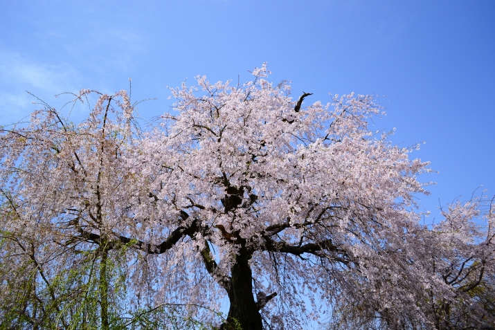 祇園の桜も… メインイメージ