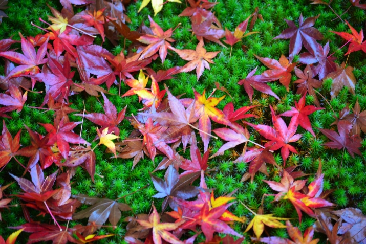 晩秋の京都　敷き紅葉を求めて… メインイメージ