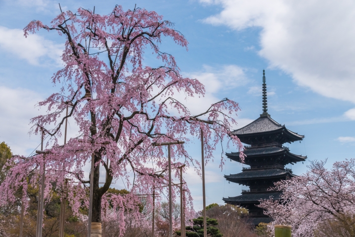 東寺は世界遺産で桜の名所、しかも京都駅近く メインイメージ