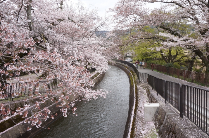京都で桜を愛でるなら（1）～山科・琵琶湖疎水 メインイメージ