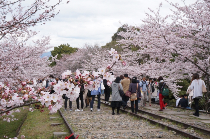 京都で桜を愛でるなら（2）～蹴上インクライン メインイメージ