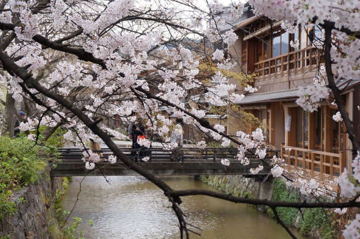 京都で桜を愛でるなら（5）～祇園白川 メインイメージ