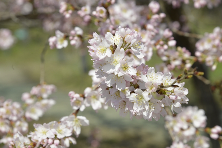 京都府立植物園で楽しむ春の訪れ メインイメージ