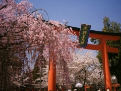 桜祭神幸祭