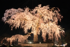円山公園 しだれ桜ライトアップ