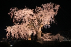  円山公園 しだれ桜ライトアップ