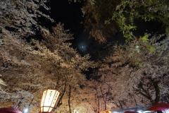 平野神社のライトアップ
