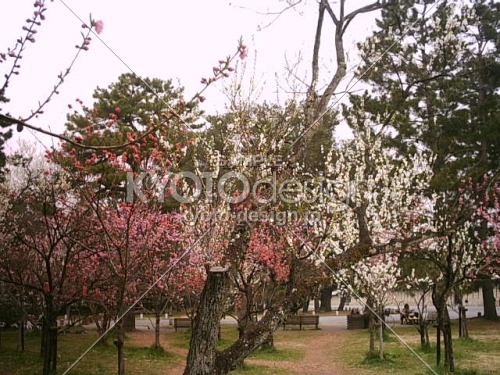 京都御苑の梅の花