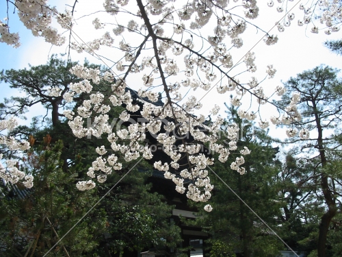 萬福寺の桜