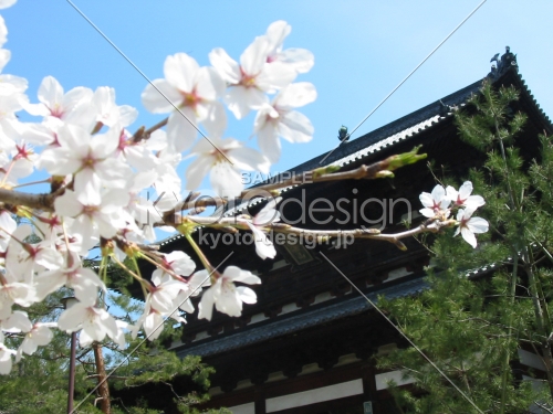 萬福寺三門と桜