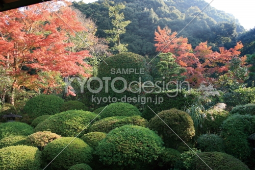 安楽寺の秋の庭園