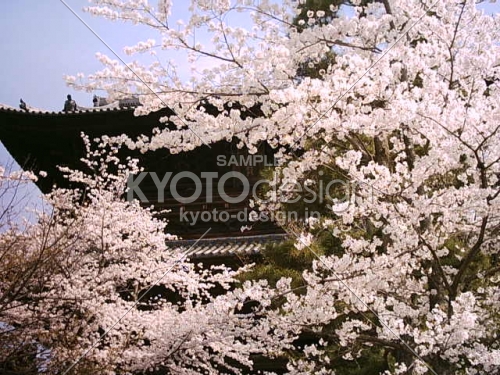 金戒光明寺　一面の桜