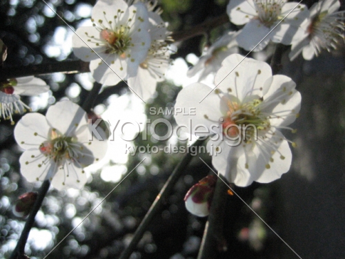 京都御苑の梅の花