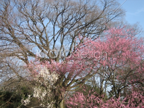 京都御苑　梅の木々