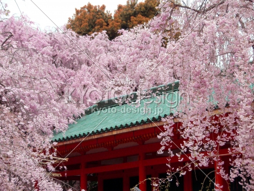 京都の春・平安神宮