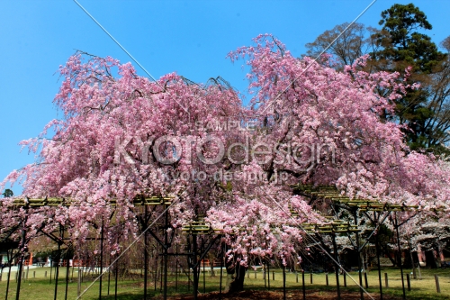 京都一本桜１１、上賀茂神社