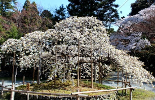 京都一本桜１８、大原野神社