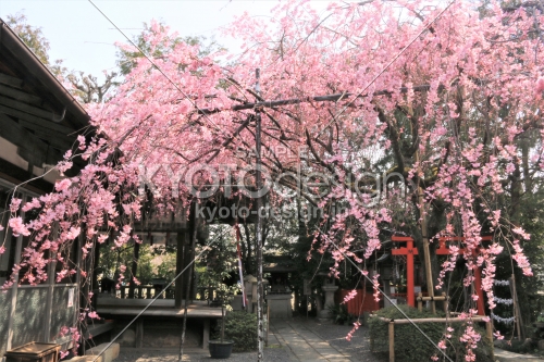 水火天満宮の桜2019
