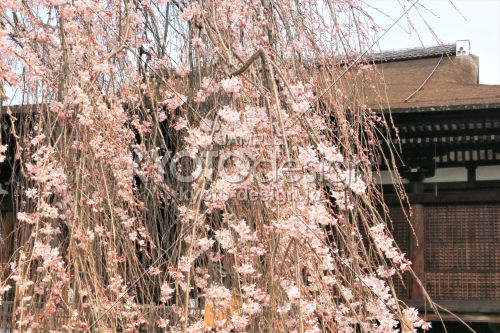 千本釈迦堂のお亀桜2019