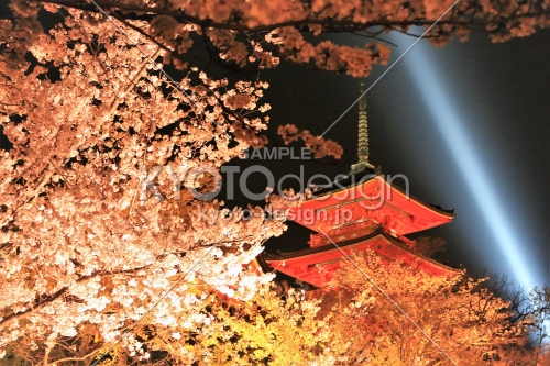 清水寺桜のライトアップ2019