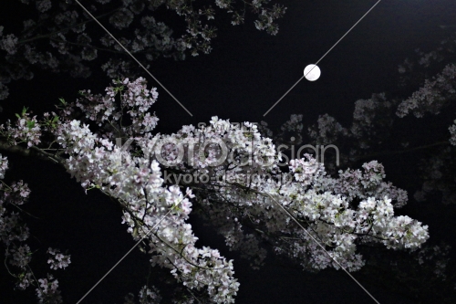八幡の桜と満月