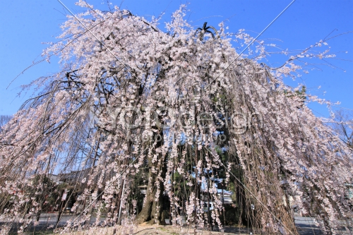 千本釈迦堂の桜2021