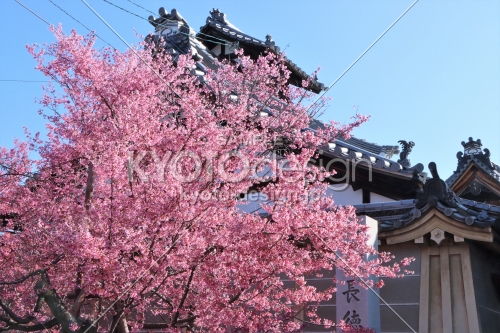 長徳寺の桜2023
