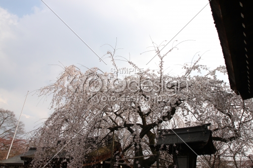 平野神社　空と枝垂れ桜