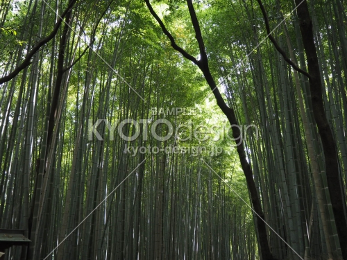 朝、初夏の竹林ー嵐山