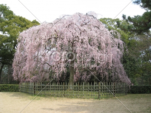 京都御苑　出水の桜