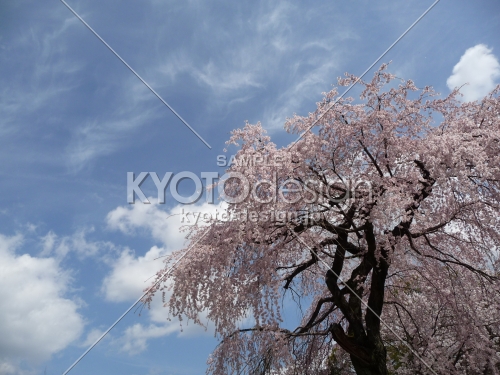醍醐寺の桜 2014.04 -3