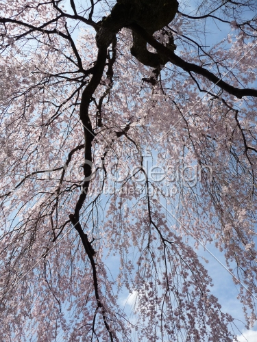 醍醐寺の桜 2014.04 -5