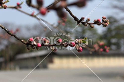 京都御苑の桃のつぼみ膨らむ