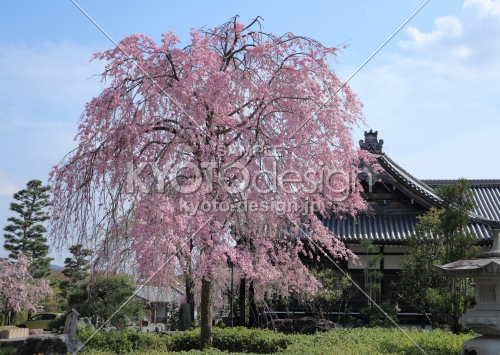 妙満寺の枝垂桜