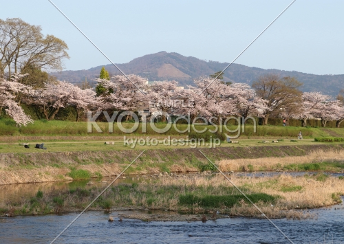 大文字山が見下ろす賀茂川の桜