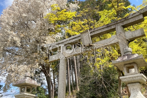 妙見神社の桜と新緑