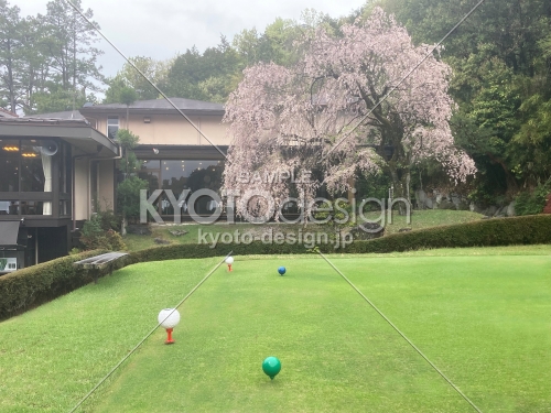 京都ゴルフ俱楽部上賀茂コースの枝垂桜
