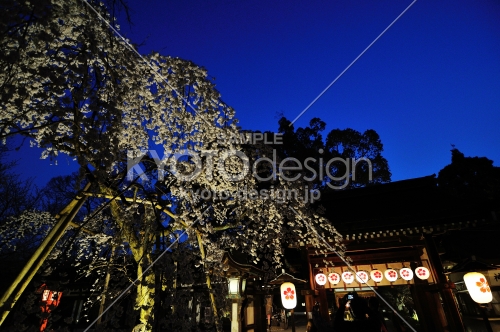 平野神社　夜桜　枝垂れ桜