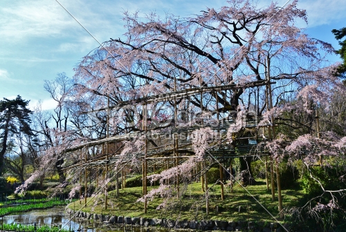 桜の博物館