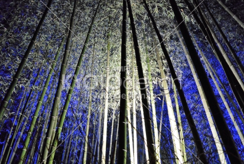 京都・嵐山花灯路－2021