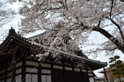 本隆寺　本堂と桜