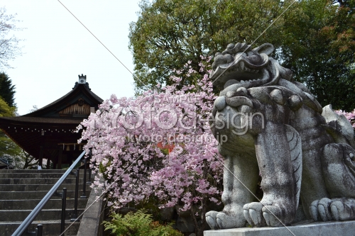 建勲神社　狛犬と桜